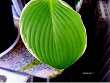 ������� ������.JPG