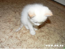 �.�. ��� (�� �� ����, �� �� �����)