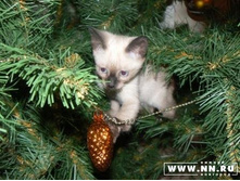 ���� ������ � �����