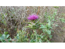 ���������� �������