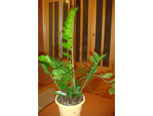 ������������ ���� 2012.JPG