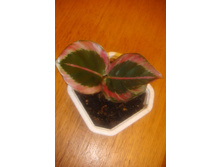 ������� (�������� ��������).JPG