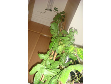 ���������� ����2012 (1).JPG