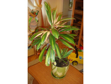 ��������� ���� ����2012(1).JPG