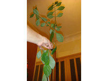 ������������ �����������.JPG