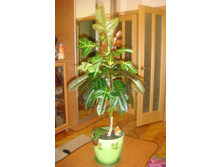 ������ ����2012.JPG