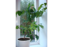 ����� ����2012.JPG