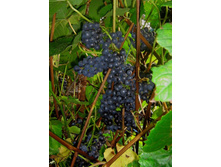 �������� ����.jpg