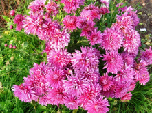 ���������� ������-�����..JPG