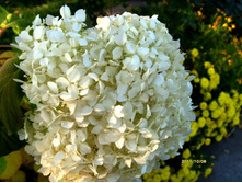 ��������� �����������.JPG