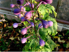 �����. ������.JPG