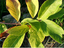 �����, ��� ���� ��������.JPG