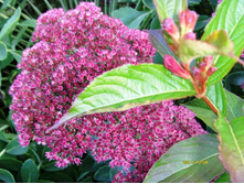 ������ � ������ �������.JPG