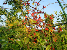 ����� �������.JPG