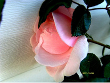 ���� ������� �������.JPG