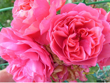 ���� �������� �������.JPG