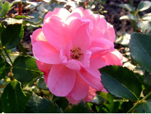 ���� �������.JPG