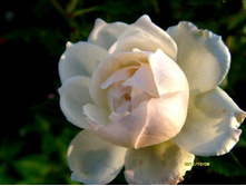 ���� ����. �������.JPG