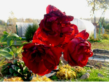 ����, �������.JPG