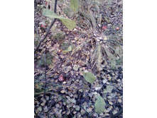IMG1070A.jpg
