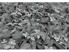 Forest Floor, �������� 368-254 ��. ���. 8-914.   22,1����