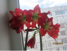 ����������� Christmas star