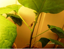 �������� �����.JPG