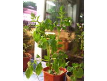 �������� ���������.JPG