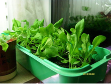 ������� ����������.JPG