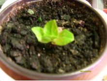 ��������� ���������.JPG