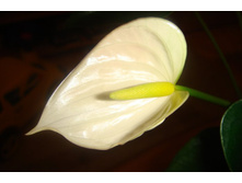 �������� ����� ��������1.JPG