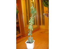 ������������ ����(������ ������ ������)����2012.JPG