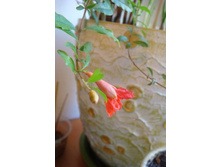 ������ ��������.JPG