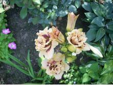 ��������