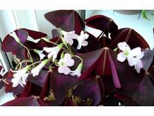 ������� �.jpg