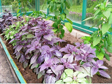 ������� � �����.JPG