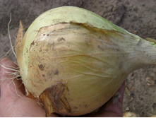 ��� ���������