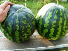 ������ ������.JPG