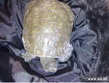 � ��� ��� �����������