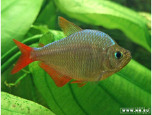 ���������� �����  (������������� �����������)