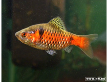 ������ ���� (��������)