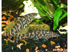 ����� �����������