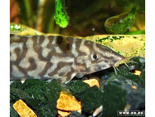 ����� "����" :)