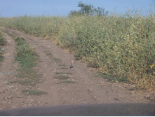 ���� 090.jpg