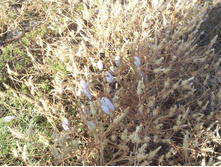 ���� 113.jpg