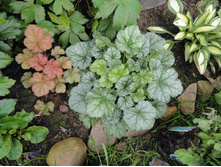 ������� ��������� ���