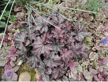 ������� ����������������� ����