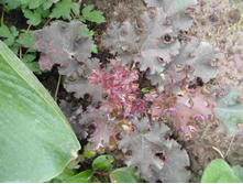 ������� ���������� �������