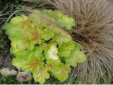 ������� ������.JPG