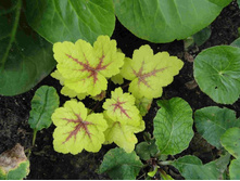 ���������� ���� ����.JPG